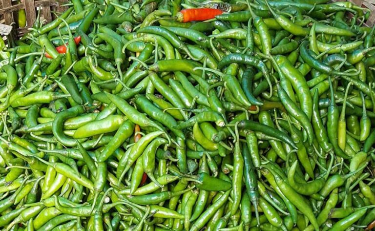 ভারত থেকে কাঁচামরিচ আমদানি শুরু
