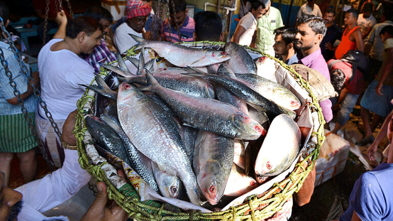 ৭ থেকে ২৮ অক্টোবর ইলিশ ধরা নিষিদ্ধ