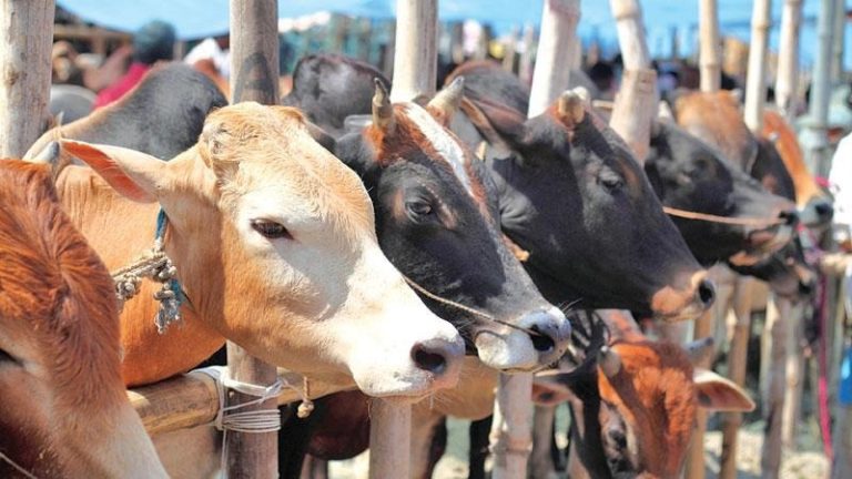 কোরবানির হাটে সুস্থ গরু কেনার ১০ উপায়