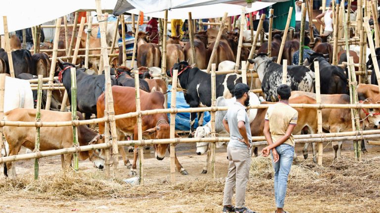 চট্টগ্রাম নগরীতে ৬ অস্থায়ী পশুর হাট