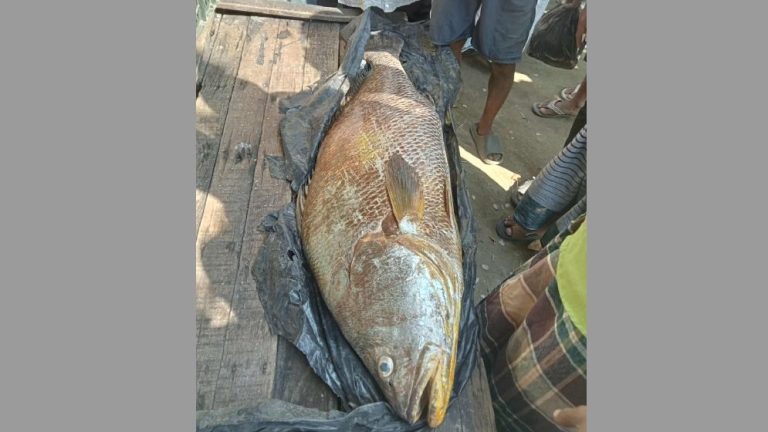 সেন্টমার্টিনে ধরা পড়ল ৩২ কেজির পোয়া