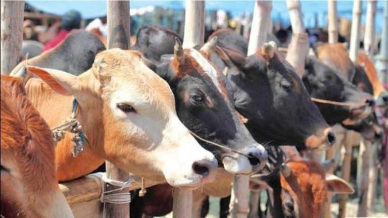 কুরবানির জন্য সুস্থ গরু চিনবেন যেভাবে
