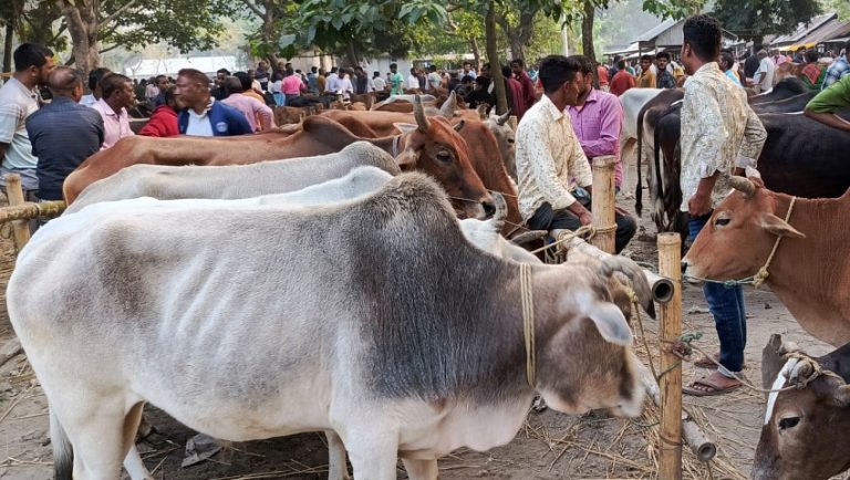চট্টগ্রামে পশুর হাটে দাম বেশি বলছেন ক্রেতারা