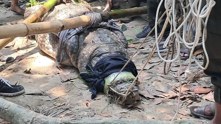 বিশেষ কৌশলে সরানো হলো খানজাহান আলী দিঘির সেই কুমিরটি