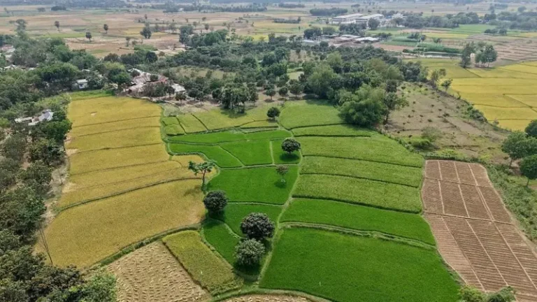 জমির নামজারিতে নতুন যে পরিবর্তন এলো, আরো যা জেনে রাখতে পারেন