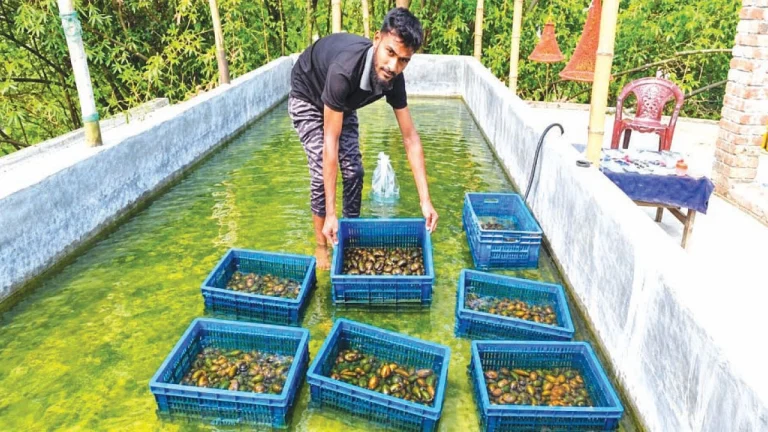 ইউটিউব দেখে ছাদে মুক্তা চাষ